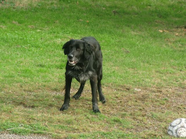 Lulu, male croisé setter et border 7 ans Appareil-photos-maman-214-2dce128