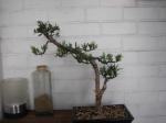 Second podocarpus Sth71769-2a1a163