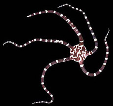 Les échinodermes: dans la famille je veux:  les étoiles de mer sur Aqua51 Ophioderma-20appressum-1--2e06eab