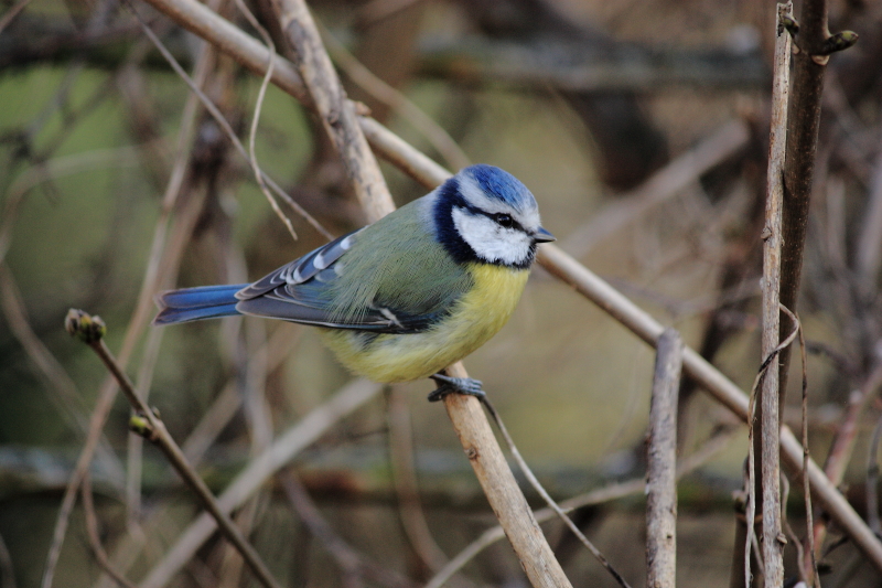 Mésange Bleue ( 27 février 2012 ) Dpp_-bleue---0004-320ea0a