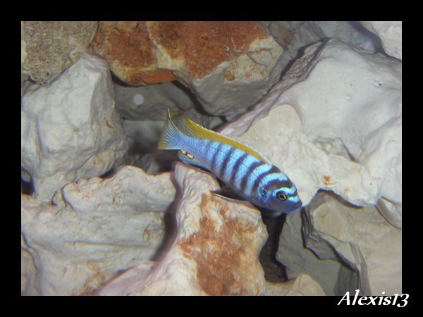 Cynotilapia afra Jalo Reef  Sdc10439-2cc302a