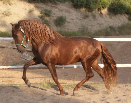 Golden Horse Academy Poss-idon-2c52d9b