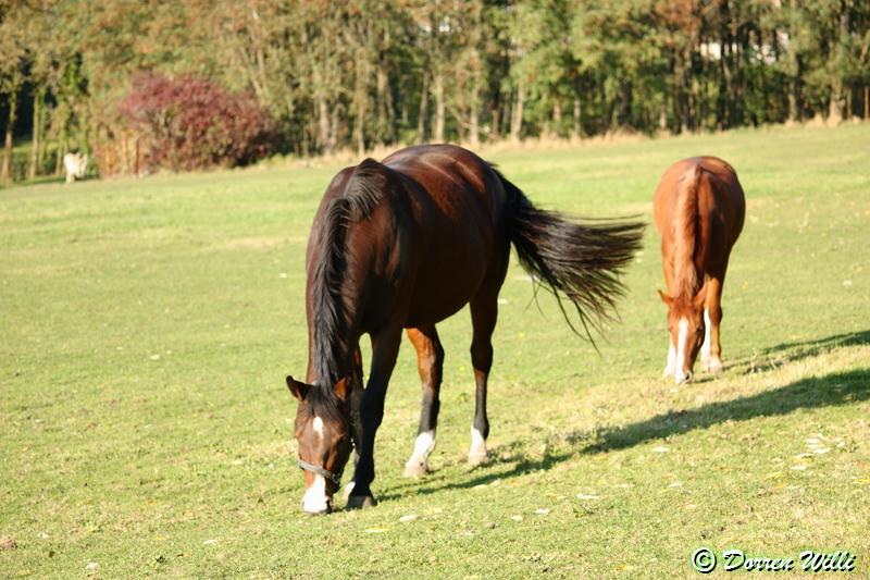 Chevaux au Pré 24-oct-2011 Img_4059-2e0bebe