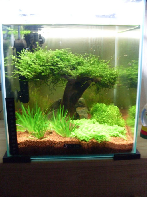 Nano 30L aquascape  Timothy-090-2f3ab81