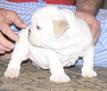 Aqui os dejo un precioo bull dog frances 88635_4258_julli-7768b7