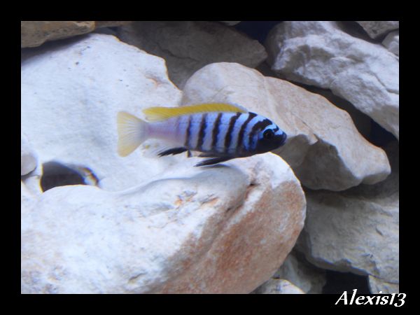 Cynotilapia afra Jalo Reef  Sdc10466-2cc305f