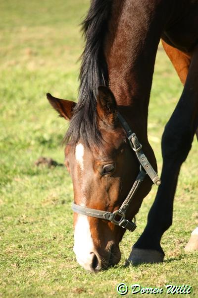 Chevaux au Pré 24-oct-2011 Img_4067-2e0bf10