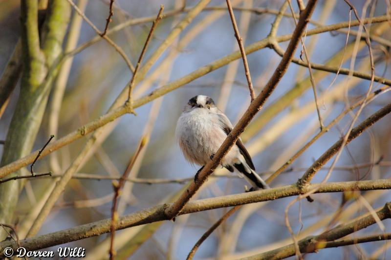 les mésanges de mon jardin faites cette semaine ( 23 février 2012 ) Dpp_-melange---0009-31e04d9