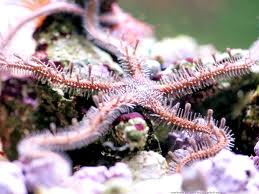 Les échinodermes: dans la famille je veux:  les étoiles de mer sur Aqua51 Imagescavh8e32-2e07080