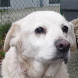 urgent - SALIA - labrador 13 ans - AID à Chateaubriant (44) Salia1-2fd8a69