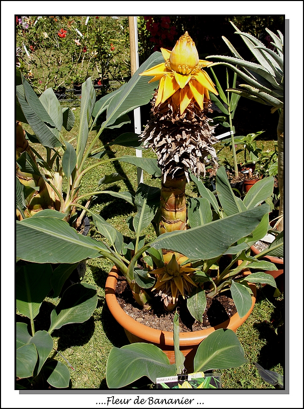 fleur de bananier chinois nain des Jardi  d alberta Dsc00674-294e2ce