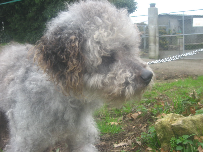 Cherche FA sur Plouhinec 29 pour Ti MAX 15 ans canichon en refuge.  Maxcaniche2-3139c6a