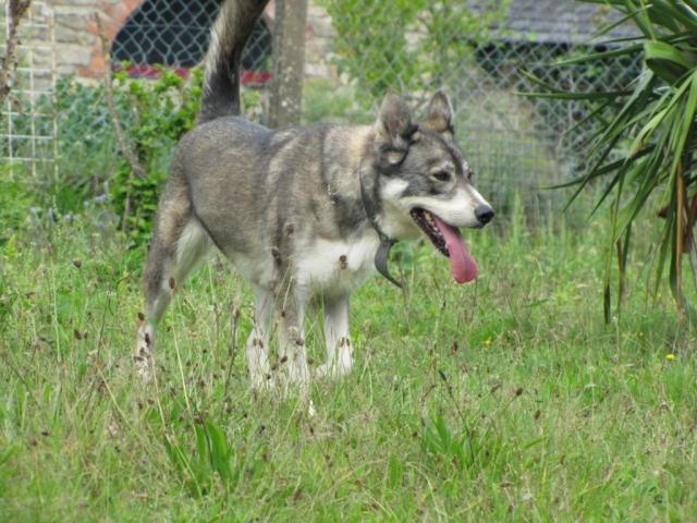 Ushka x husky femelle de 12/2003 (REF56)  ADOPTEE Img_1817-2c5efa7