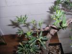 Second podocarpus Sth71770-2a1a18a