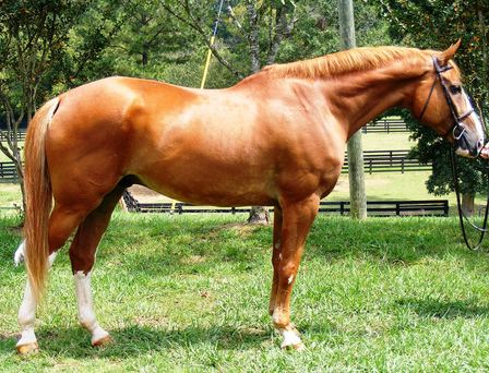 Golden Horse Academy Saphira-gold-2bda3ab