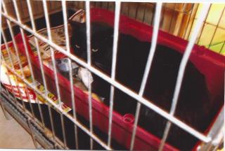Maousse chat noir reconnaissant a besoin d'un foyer! - Page 2 Maousse-2fa68ee