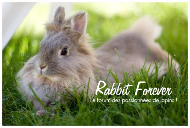 Rabbit Forever 1316968975091-304cb34