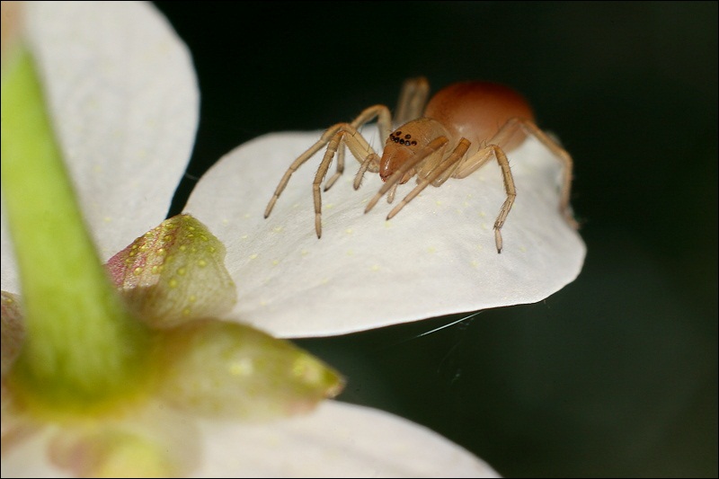 Essai sans objectif macro. P-tales-blancs-3038c54