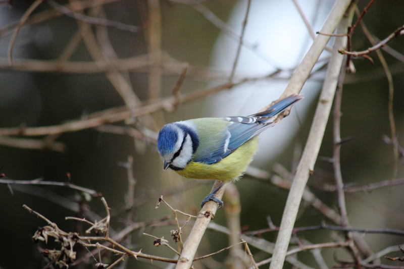 Mésange Bleue ( 27 février 2012 ) Dpp_-bleue---0006-320ea3e