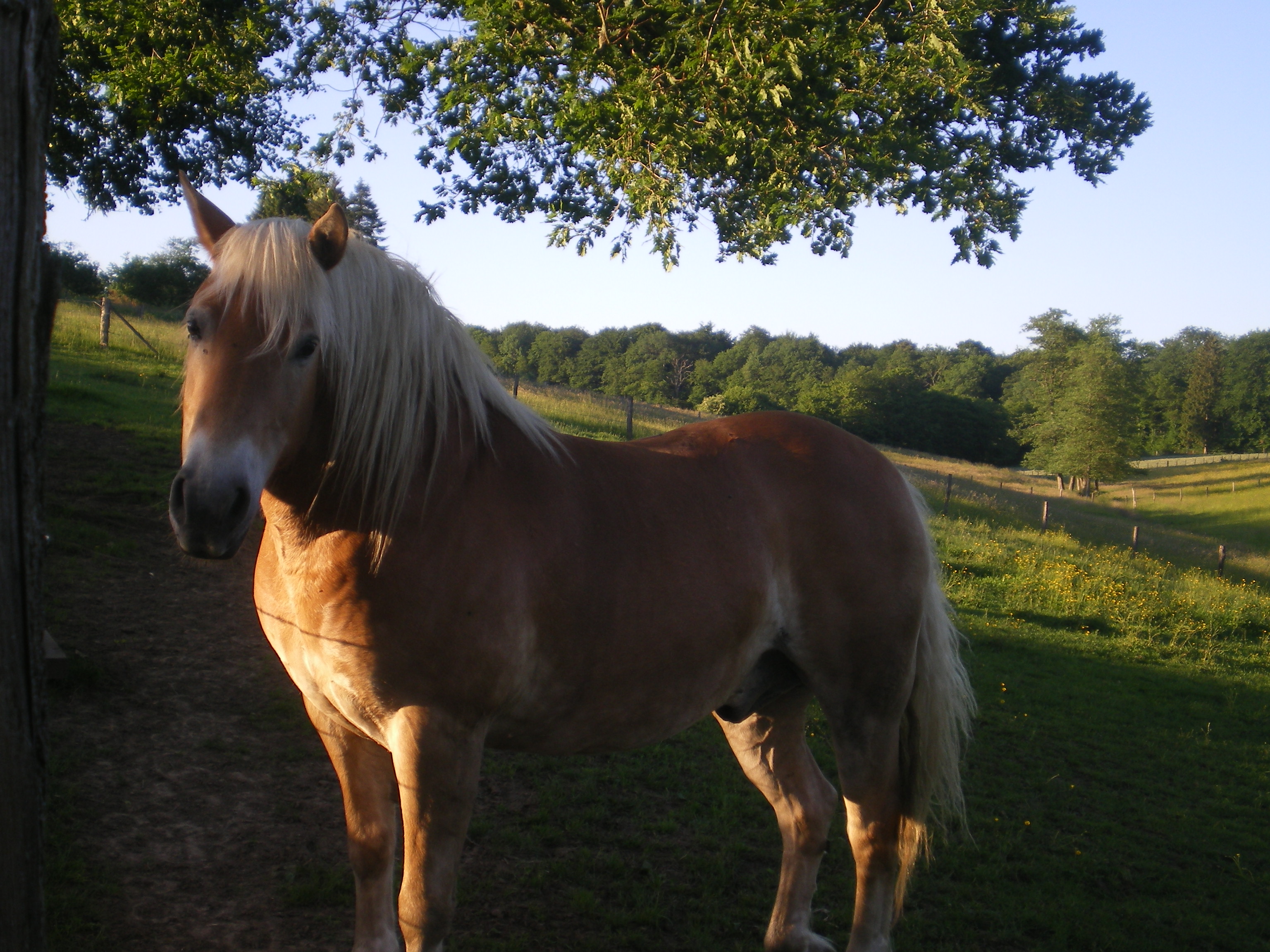 Une petite beaute hors du commun  Juin-2010-d-but-002-2a7232e