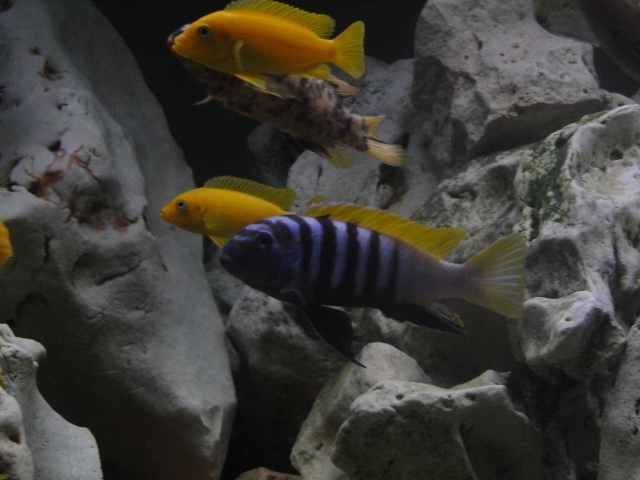 Cynotilapia afra jalo reef Dsc08042-640x480--31de5b0