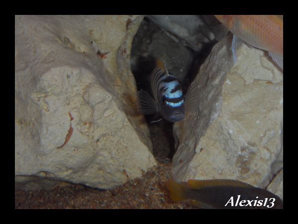 Cynotilapia afra Jalo Reef  Sdc10519-2cc3072