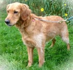 SHIVA - x golden 4 ans - Des Animaux et des Hommes à Bouguenais (44) Shiva-2e24e59