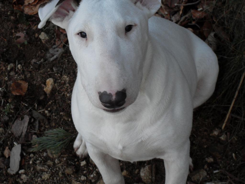 TAZ bull terrier de 2ans 1/2 ( Belgique ) 174-3244bc2