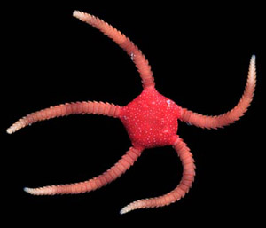 Les échinodermes: dans la famille je veux:  les étoiles de mer sur Aqua51 Ophioderma-20phoenium-1--2e06ee4