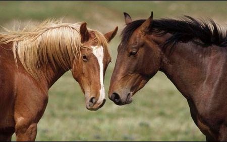 Golden Horse Academy Sonoko-et-espoir-du-sud-2bd45af