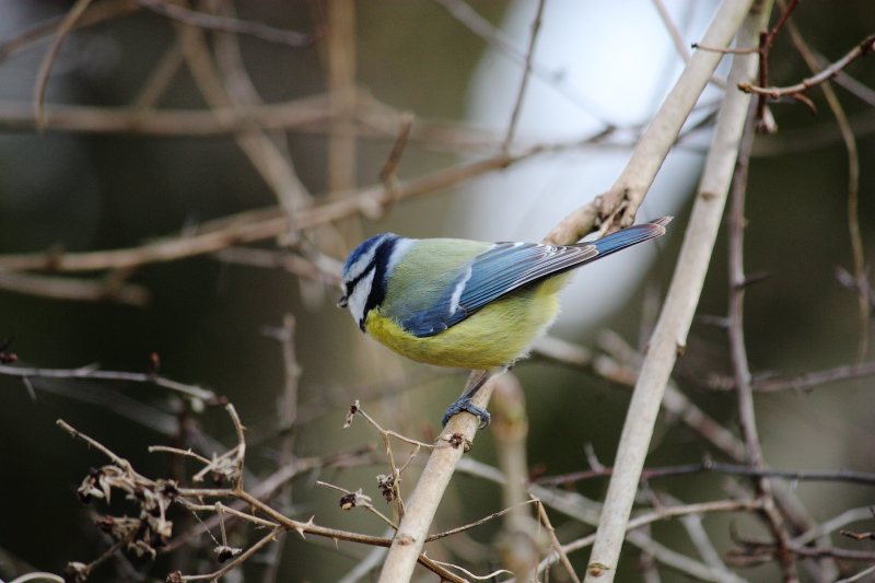 Mésange Bleue ( 27 février 2012 ) Dpp_-bleue---0007-320ea71