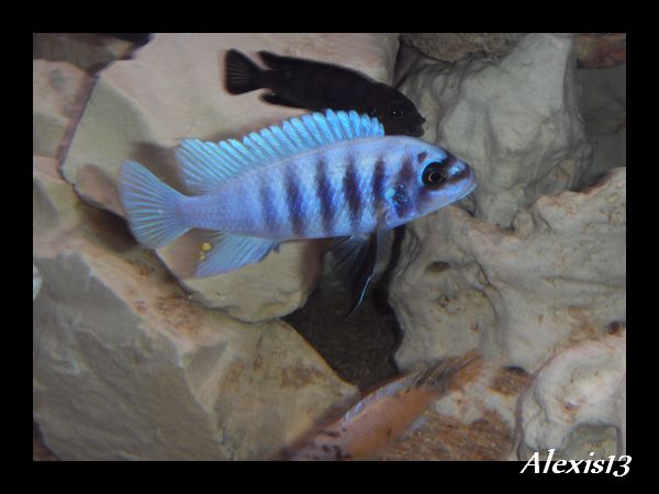 fiche:Metriaclima Zebra Chilumba "Maison Reef" Sdc10479-2cc3109