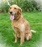 SHIVA - x golden 4 ans - Des Animaux et des Hommes à Bouguenais (44) Shia-2e24e42