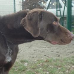 AZUR croisé Labrador 8 ans  -  -Refuge de CHATEAUBRIANT (44) Azur1-311fbef