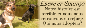 SHANGO  - BA de 6 ans - et EBENE labrador 8 ans 1/2 - Refuge d'Allaire (56) Ebeneshango2-3126900