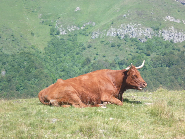 Balade dans le cantal !  P1020707-2a9ca0d