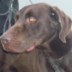 AZUR croisé Labrador 8 ans  -  -Refuge de CHATEAUBRIANT (44) Asur-311fc15