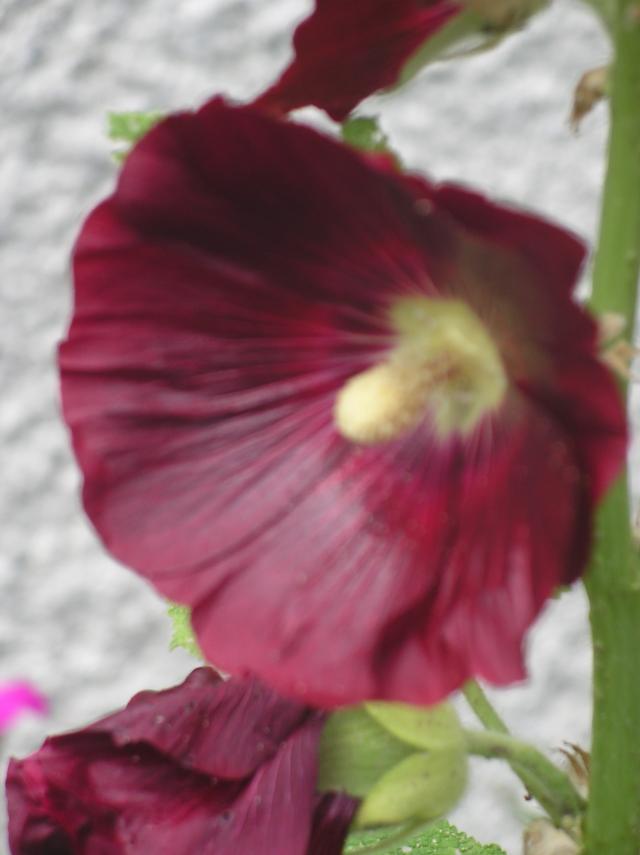 2012 - Alcea rosea !!! Juin-2012-032-35c9575