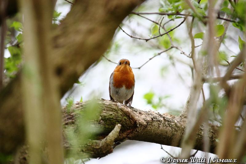 mésange et rouge-gorge ( 3 avril 2012 ) Dpp_oiseaux---0014-3331620