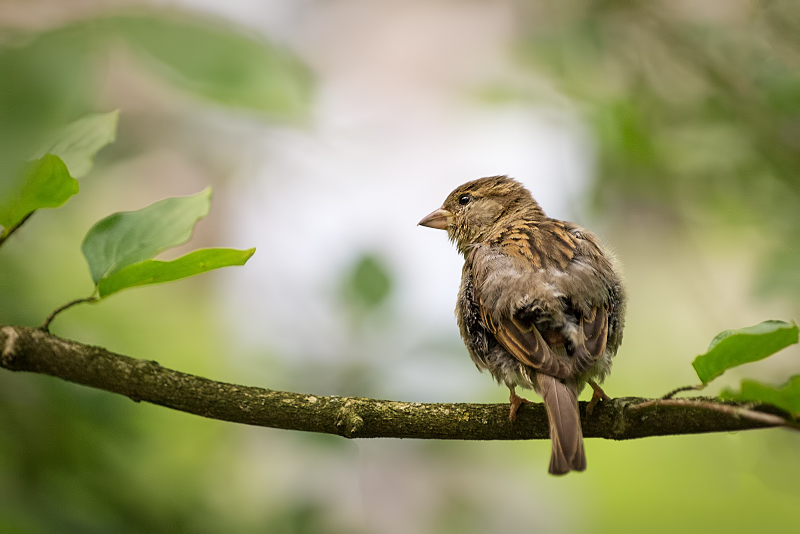 Sparrow mais pas Jack _1040001-366442b