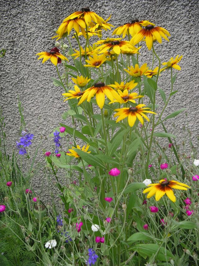 Rudbeckia Black-Eyed Susan Juin-2012-044-36025b0