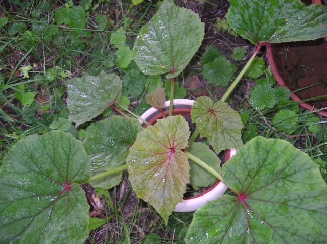 Begonia vivace !!! - Page 2 Juin-2012-006-3568ba4