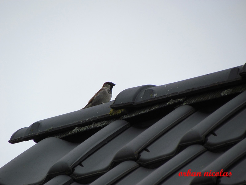 moineau domestique Img_1741-343ff3d