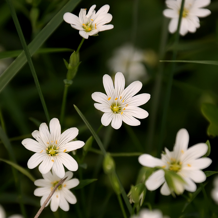 Fleurs sauvageonnes (fil ouvert) - Page 2 Dsc_2098_700-34fa04d