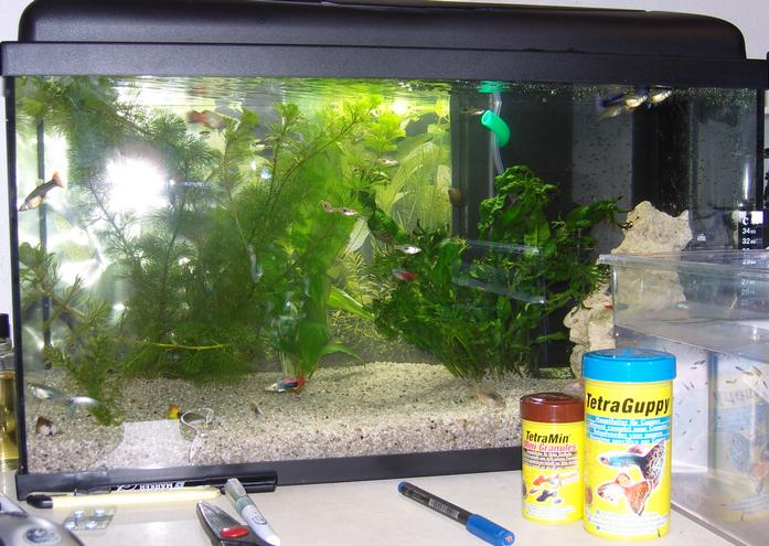 Problème dans l'aquarium de mes poissons Aqua-2709be