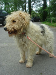 JOSEPHINE - fox terrier 4 ans - Refuge de Chateau Malo (35) Josephine-34f7b81