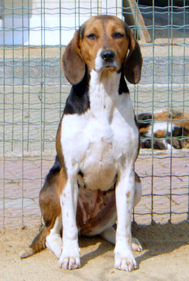 RAINETTE  -  croisée Beagle  4 ans  -  SPA  DE  VANNES  (56) Rainette_mini-33846fd