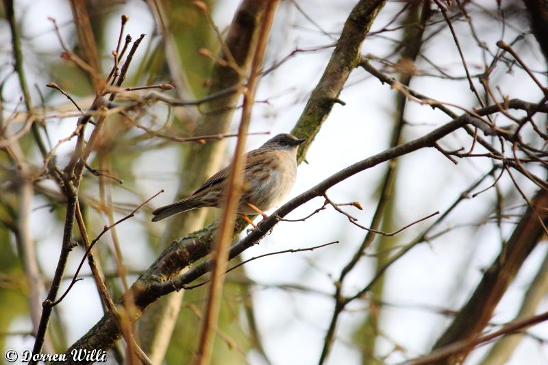 Rouge-Gorge & Accenteur Mouchet dans mon jardin ( le 20 mars 2012 ) Dpp_-oiseaux---0016-32bf105