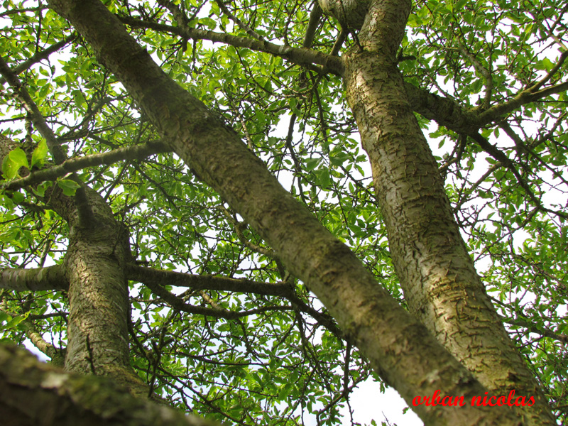 arbres et branches Img_2486-34f63b8