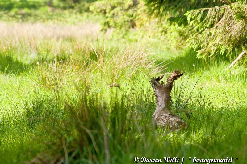 promenade sur hertogenwald - les hautes fagnes le 28-05-2012 Dpp_hertogenwald---0002-350df33